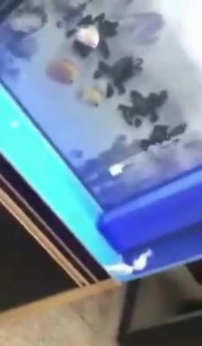 There are plenty more fish in the sea