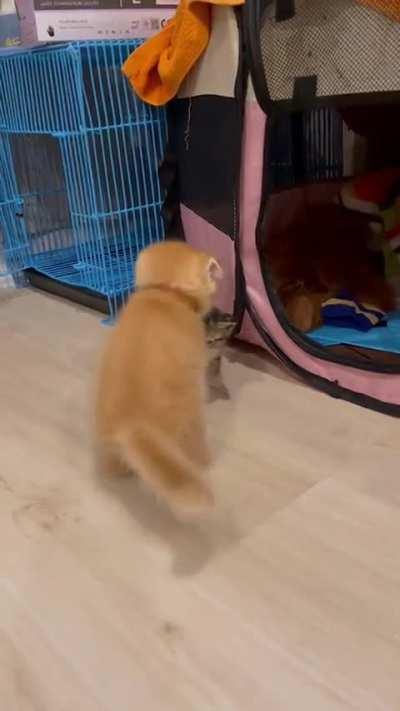 Vicious fight broke out among the new arrivals.