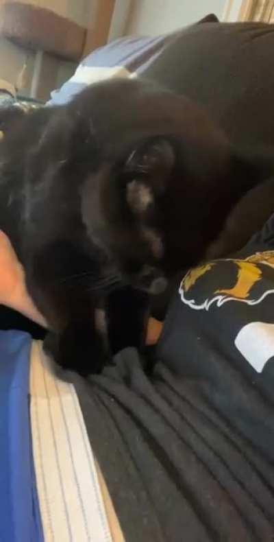 Making belly biscuits