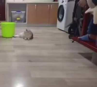 I believe in CAT SUPREMACY