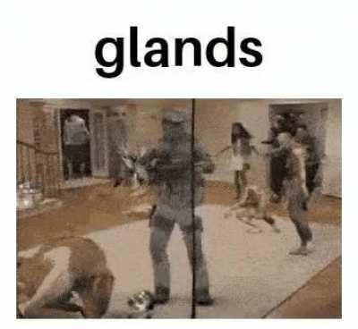 glands