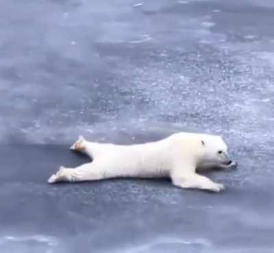 Polar bears spread eagle while crossing thin ice, to avoid breaking the ice.