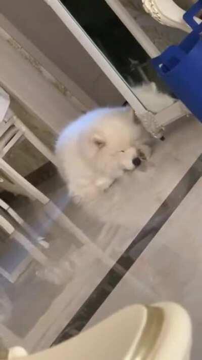 when no one is around to boop his snoot,he boops it himself.