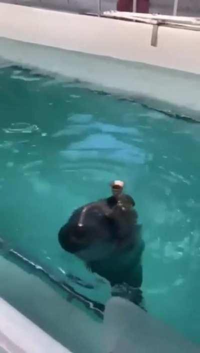 dreamybull in his final form ð±