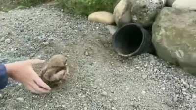 Couple of smol bois going home