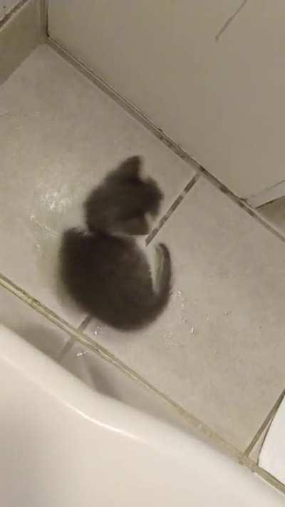 Skully demands entry to my bath.