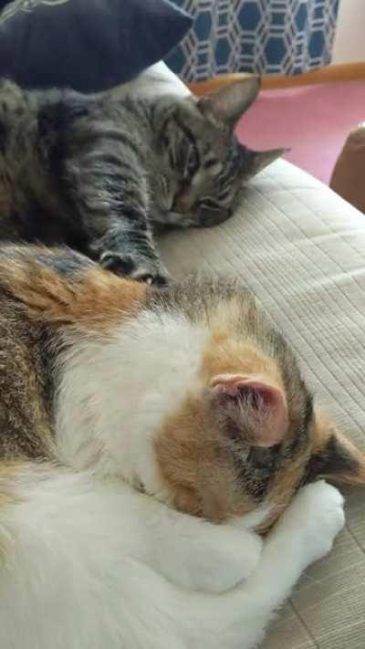 Cat massage on a lazy Sunday.