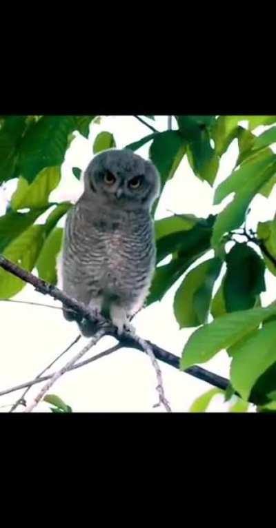 Showing off his superb dance moves