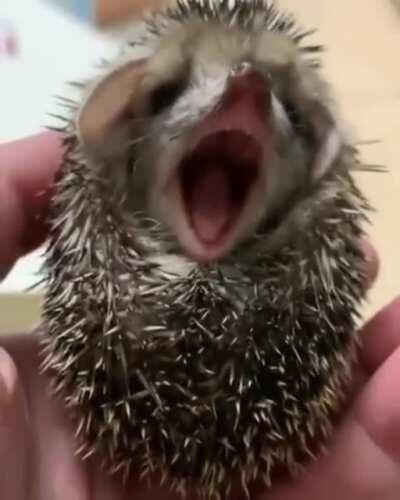 A cute hedgehog yawn .