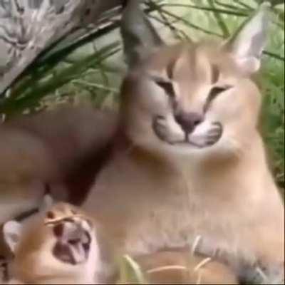 Big Floppa and Little Floppa