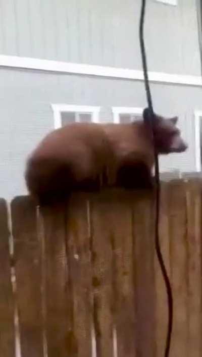 The most stealthy hitbear in the world