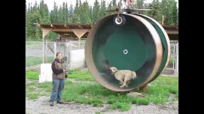 Running Wheels: turns out they're not just for hamsters....wait for it.....Purrrrrrps haha