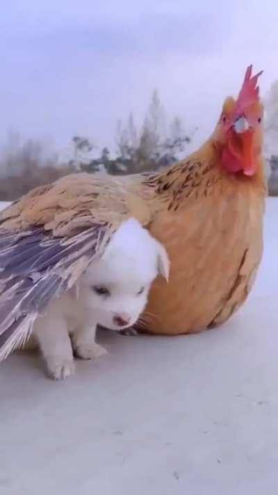 She's just taking the puppy under her wing