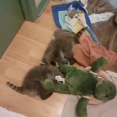 Yesterday was international raccoon appreciation day 💕 Sorry I'm late. HAPPY IRAD!!!