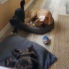 Just wanted some cuddles