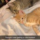 New kitten plus grumpy girl slowly warming up