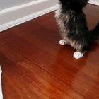 We caught and handed over this smol criminal the other night