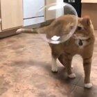 Cats makes first contact with bubbles