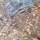 SLPT: Cook your Chicken the Traditional Way