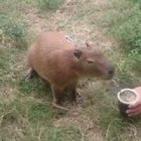 Mientras tanto en el Norte