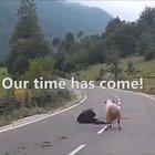 Down with the matriarch!