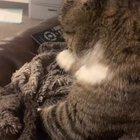 When it’s biscuit week and you have to impress Paul Hollywood