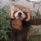 Sleepy red panda