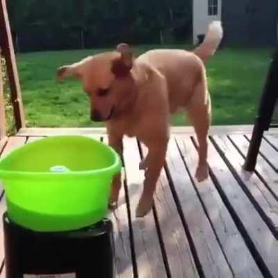 Собачье счастье