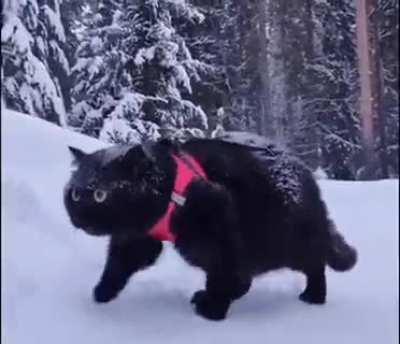 Do I look like a dog to you?