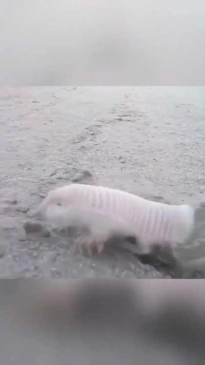 Y'all...wtf is this?