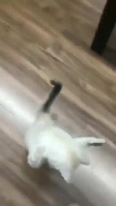 That Balance though!!!! Smart Cat..