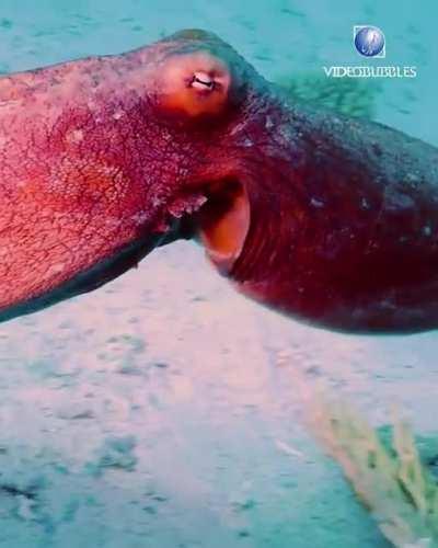 Day octopus transforming - octopus cyanea