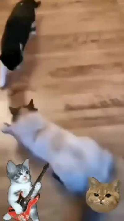 Be quick or be dead with cats!