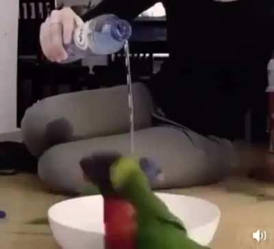 Bartholomew and Bung Bung the protectors of the H20