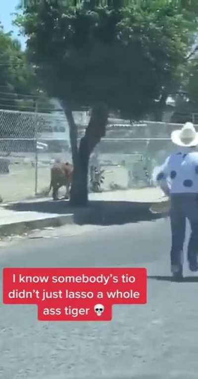 Casually lassoing a tiger