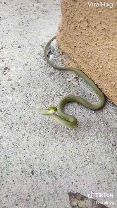 Vicious danger noodle