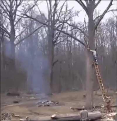 Cutting a tree