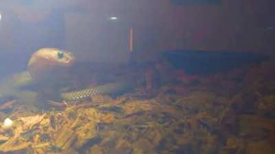 When you hurt yourself like an idiot, then check to see if anyone saw you.