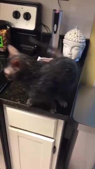 Or a rat or a cat. Hard to tell