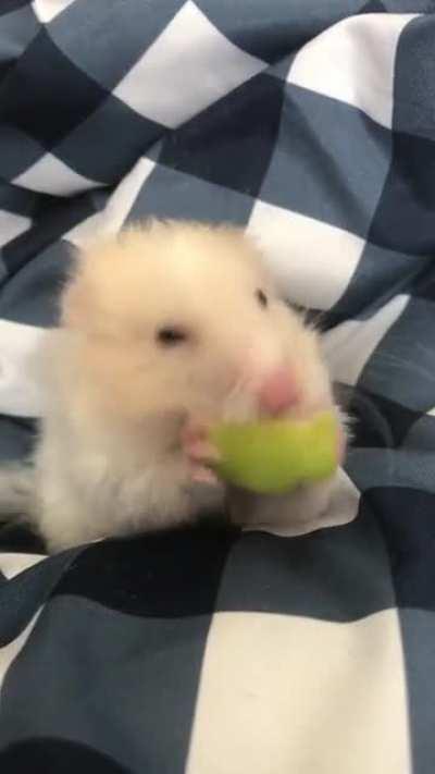 First time trying apples!