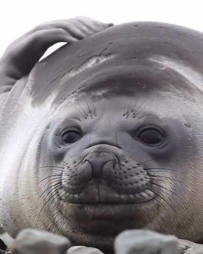 Чух чух чух