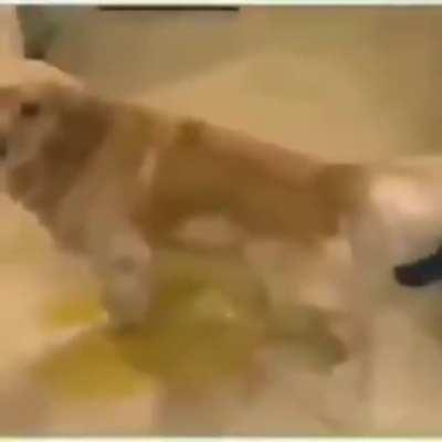 HMB while dog piss on floor