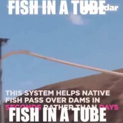 Fish in a tube