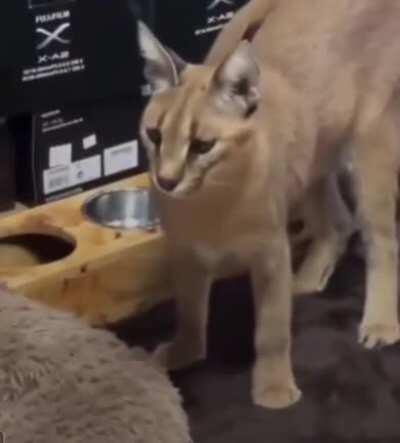 Sneaking a forbidden chicken breast.