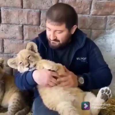 Kitties just want belly rubs