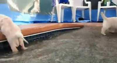 Cute puppies swim for the first time