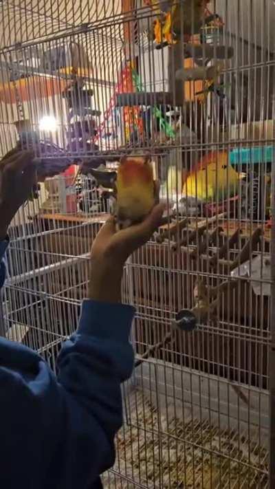 Is this normal conure behavior? She kept swinging and I didn’t want her to fall so I kept my hand under her? 🦜