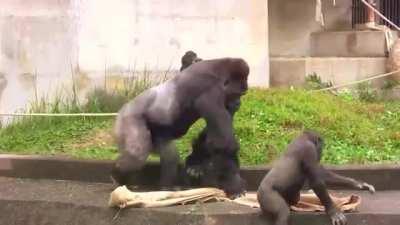 Aww, that's so cute! He wants to sit with his s...oh, ok...