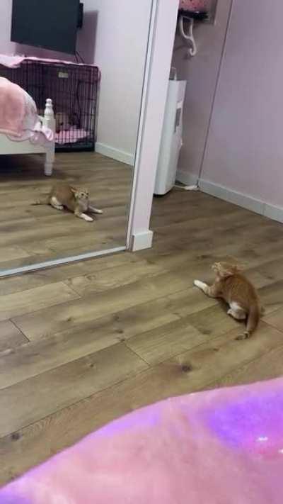 Clearly the cat can’t handle how handsome he is