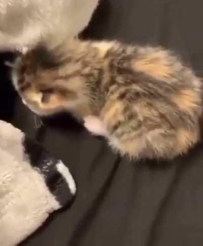 Lil baby kitty gets spooked